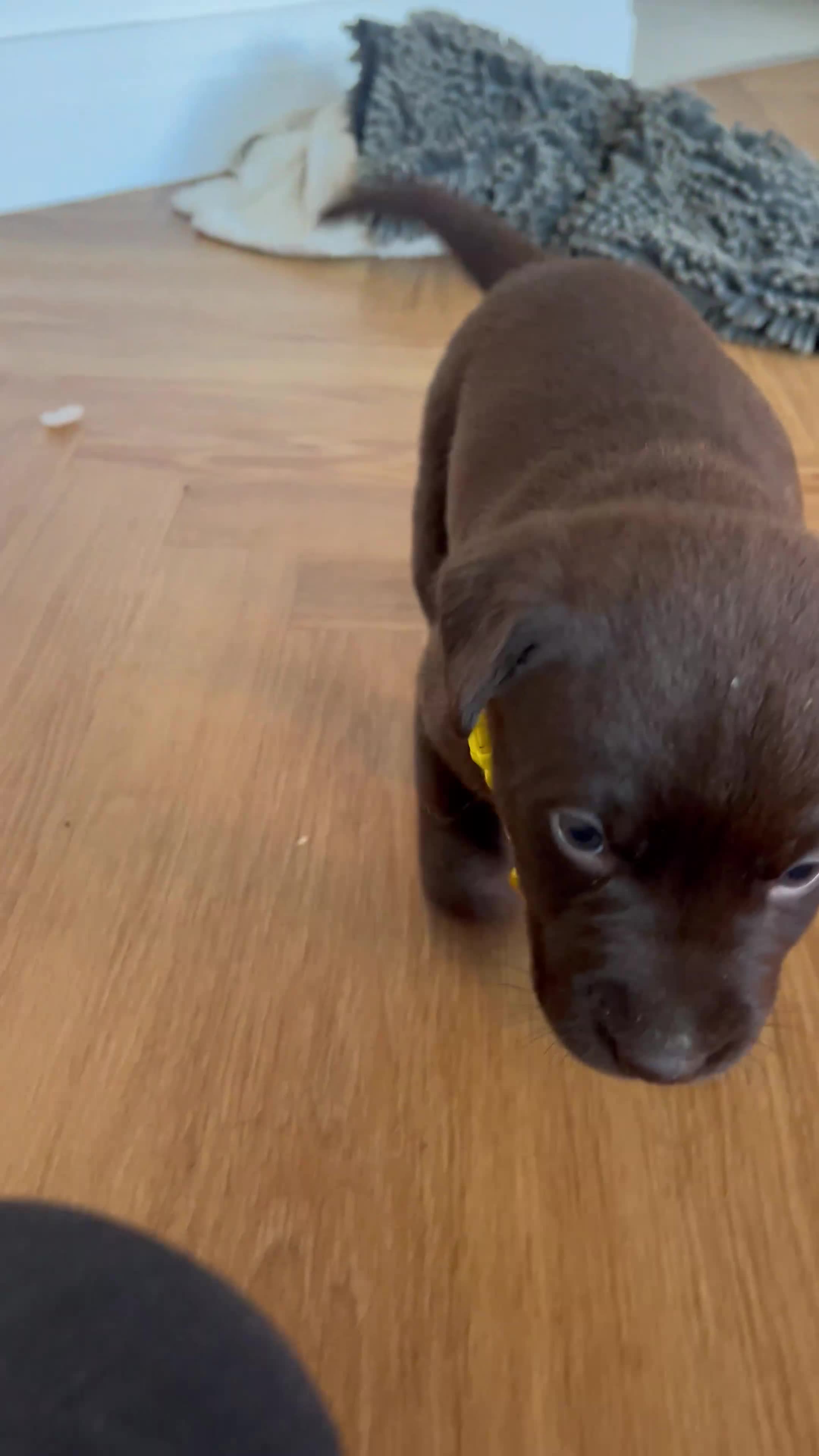 Labrador Retriever dogs for sale: Male Labrador Retrievers 🐶  - Video 2