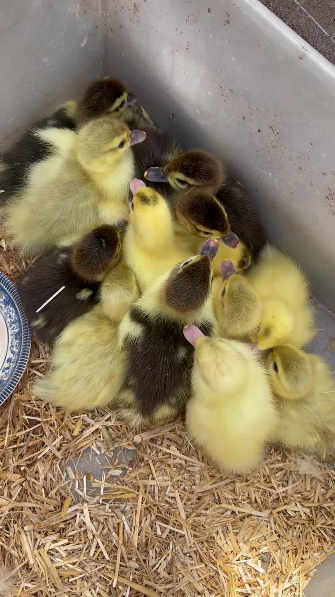 Ducks poultry for sale: Baby ducks  in London - Video 1