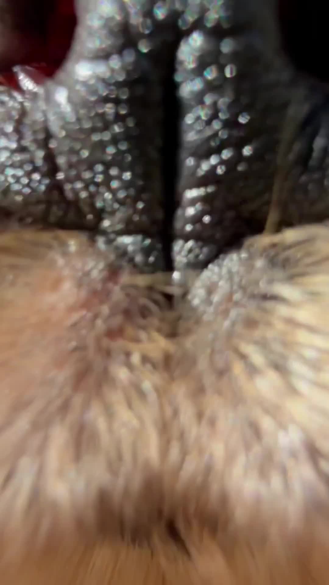 Cocker Spaniel dogs for sale: Show type Cocker spaniel pups- DAD DNA TESTED - Video 1