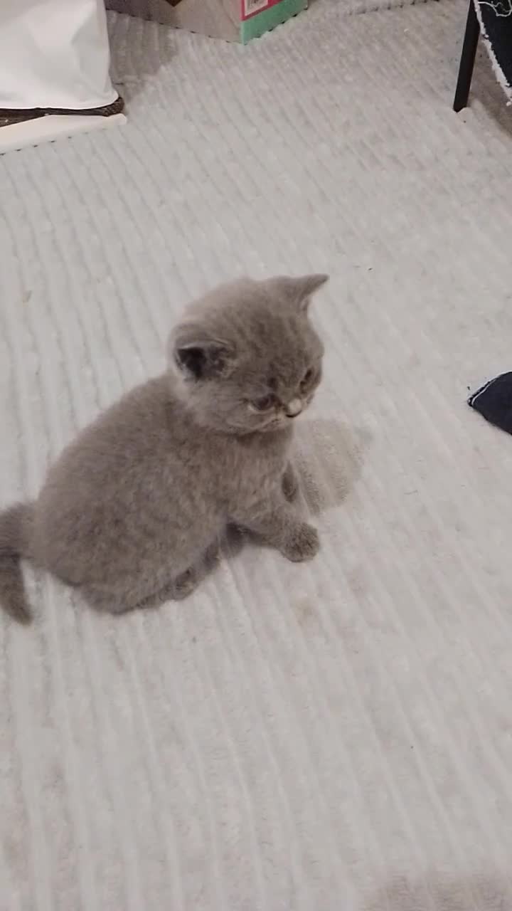 British Shorthair cats for sale: Gorgeous purebred kittens - Video 1