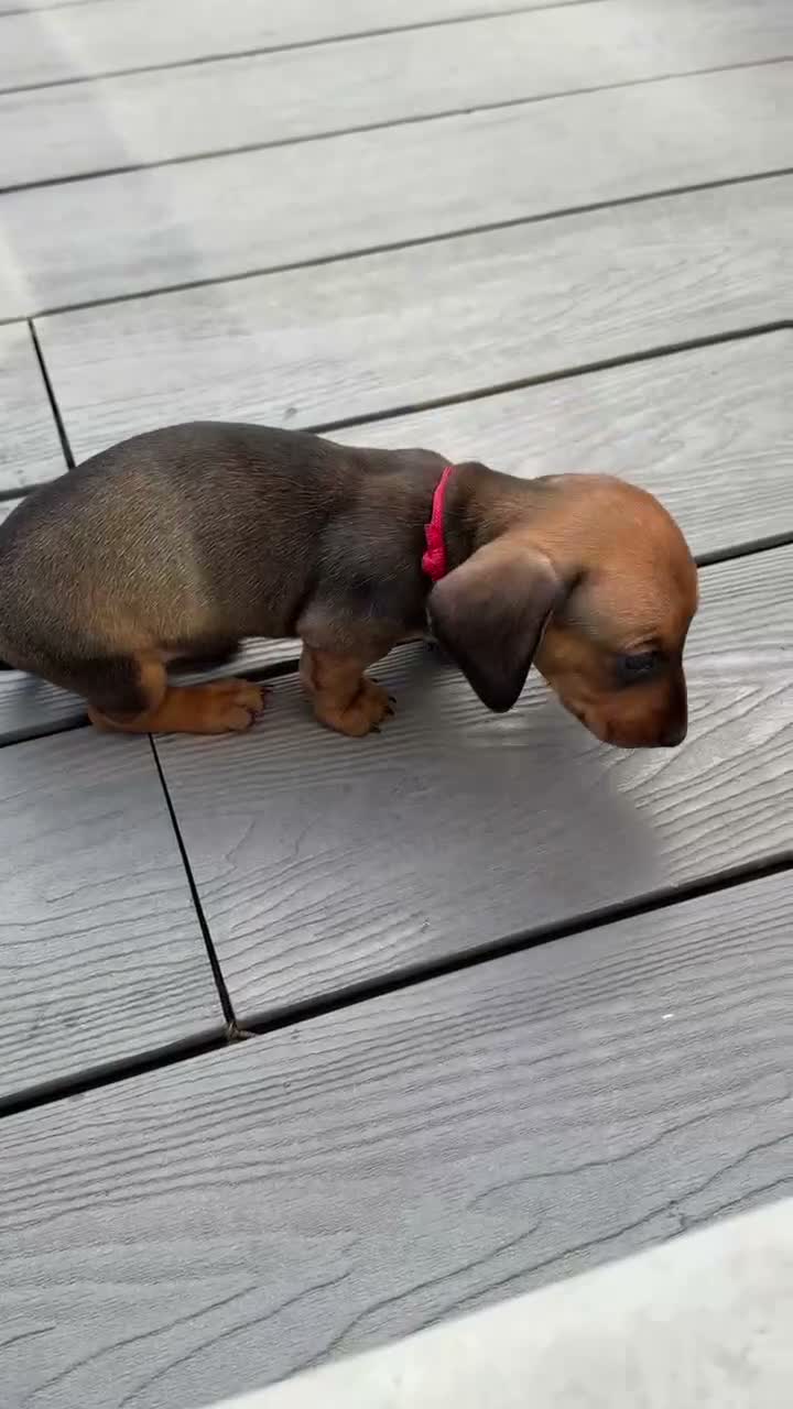 Miniature Dachshund dogs for sale: Mini dachshund puppies  - Video 1