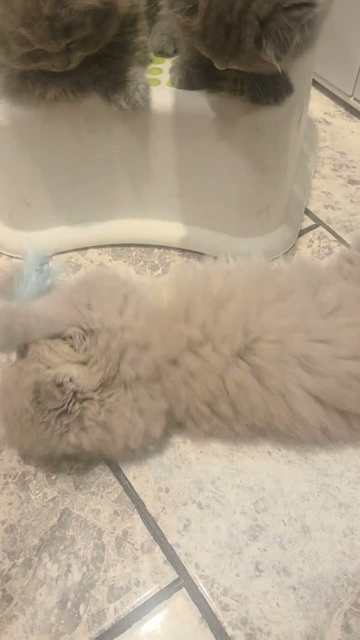 British Shorthair cats for sale: Kittens ready now girl boy Scottish  in Nottingham - Video 5