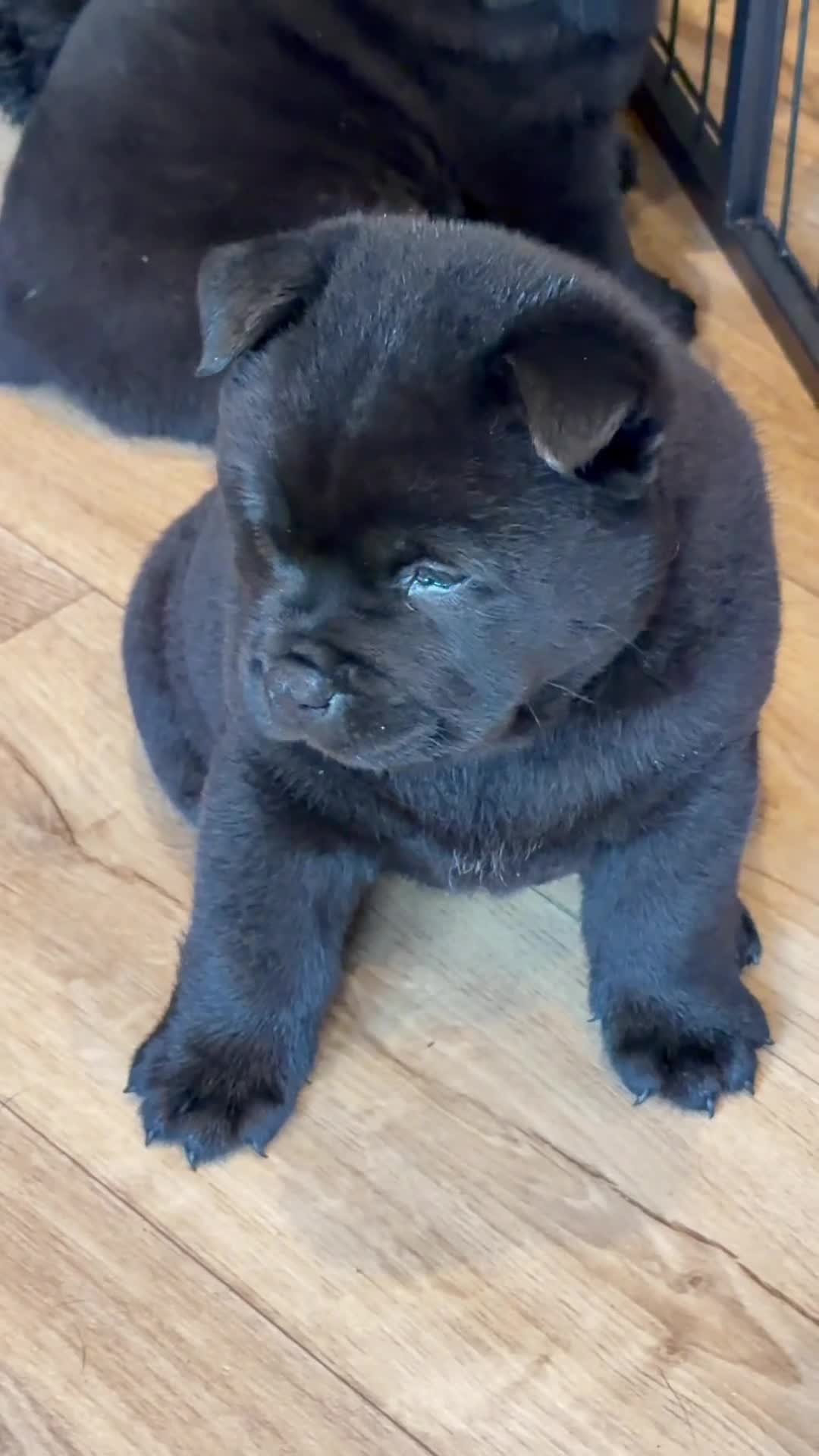 Mixed Breed dogs for sale: Gorjuss (staffyxchow) chaffy x chow pups  - Video 1