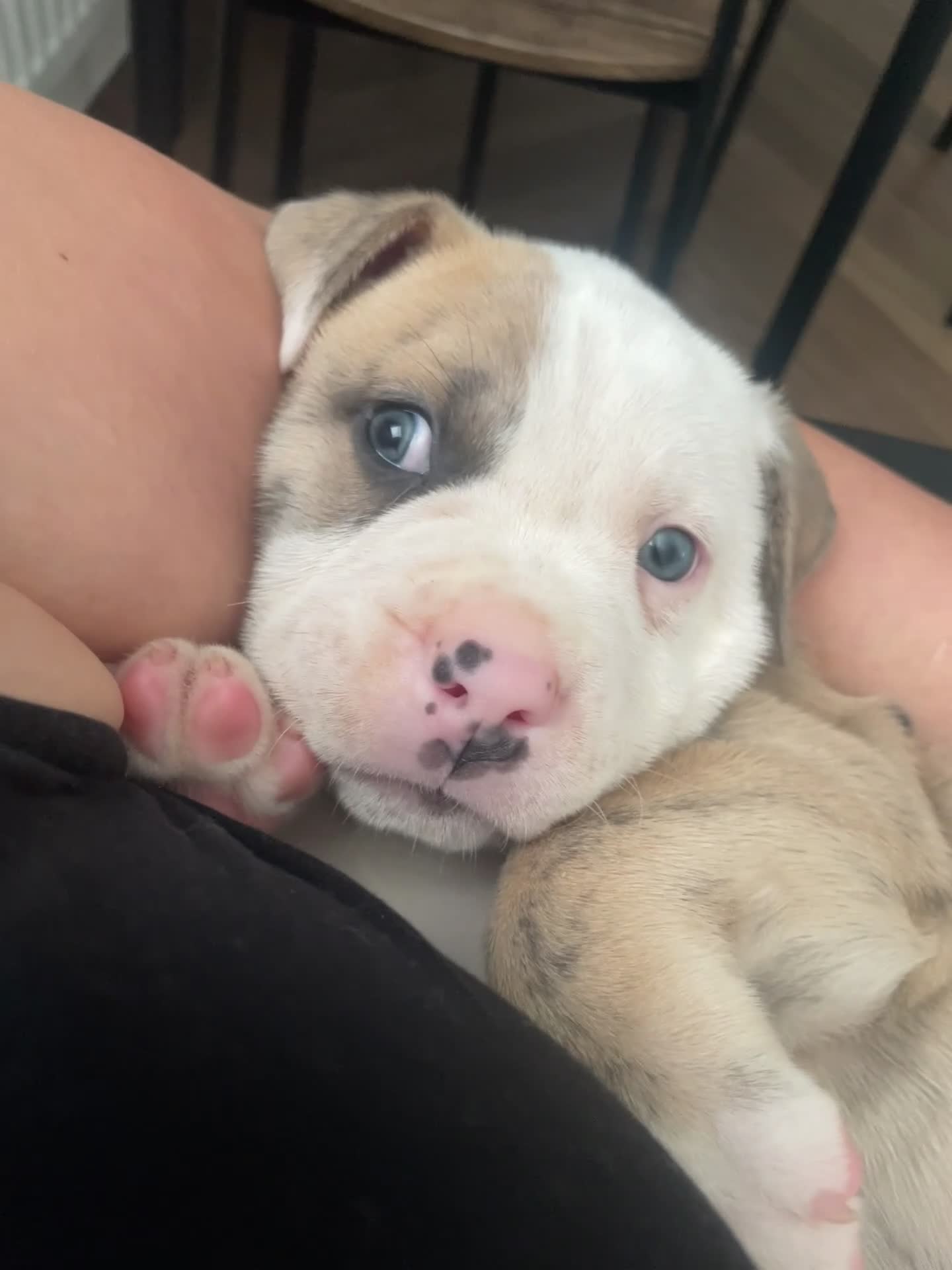 American Bulldog dogs for sale: American bull staffs 7 weeks  - Video 1