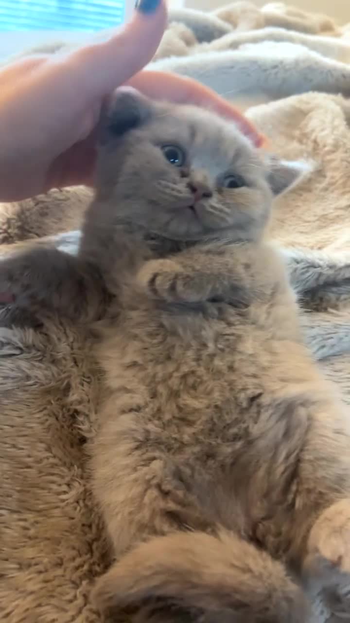 British Shorthair cats for sale: Beautiful British Shorthair Kittens  - Video 1