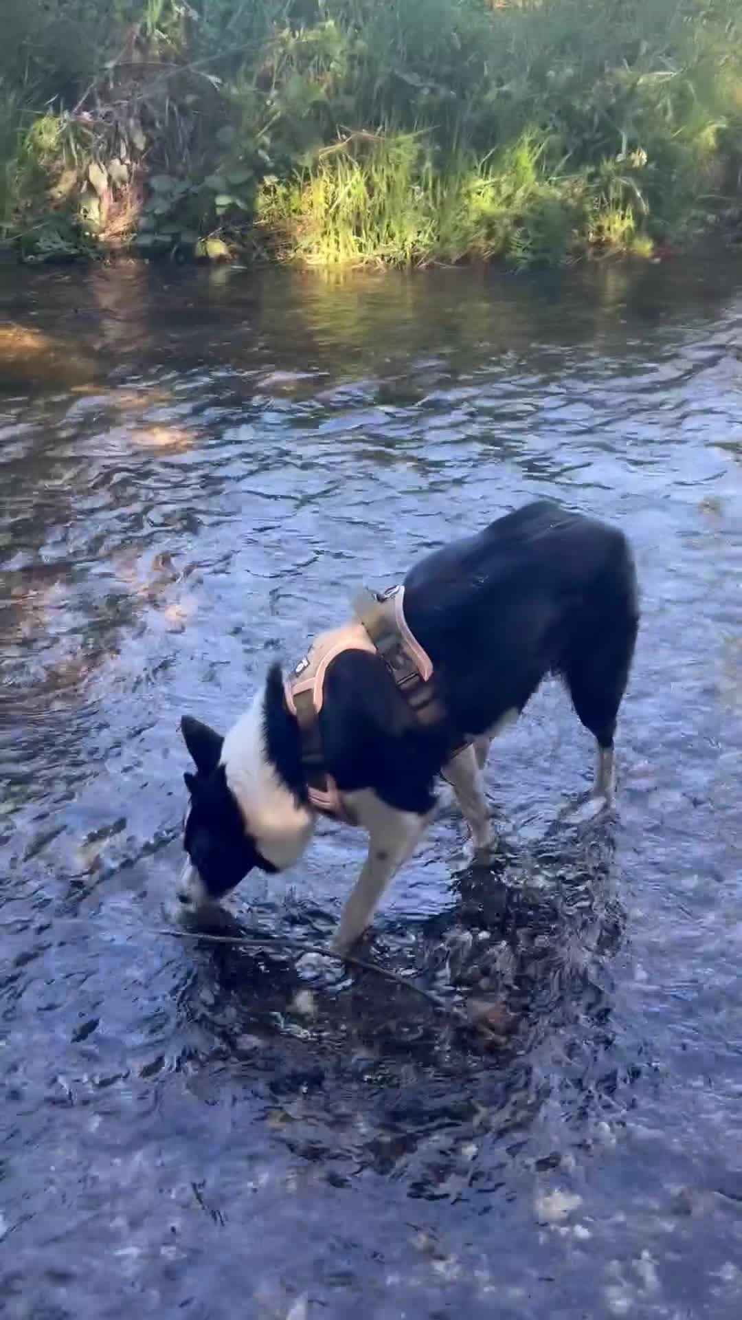 Border Collie dogs for sale:  A 2-Year Sweet & Smart Border Collie - Video 2