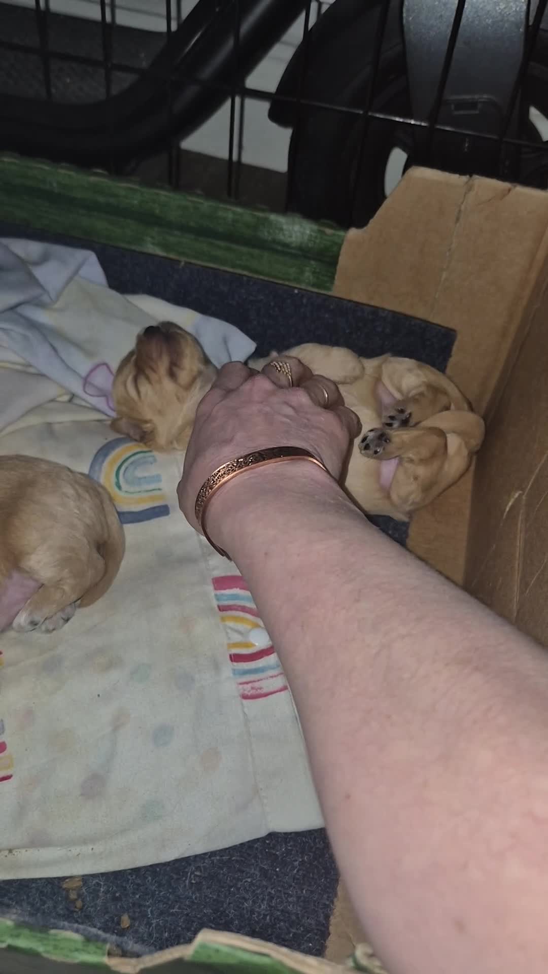 Chipoo dogs for sale: Beautiful chipoo puppys  - Video 2