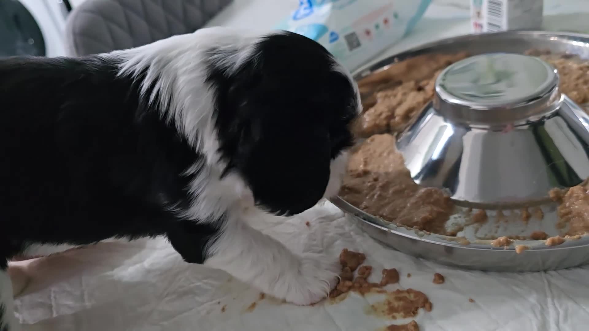 Cavalier King Charles Spaniel dogs for sale: MRI scanned parents fullY health tested - Video 4