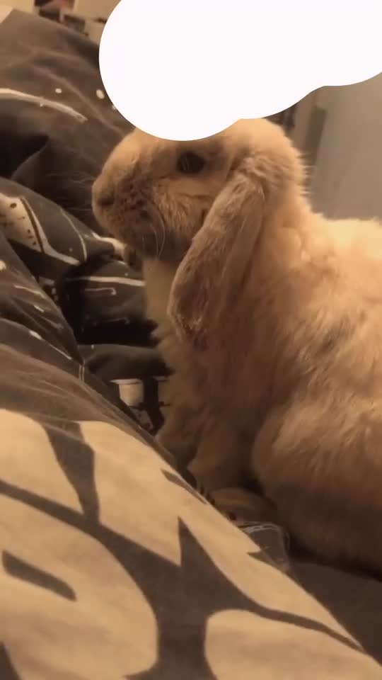 English Lop rabbits for sale: Rabbit for sale - Video 1