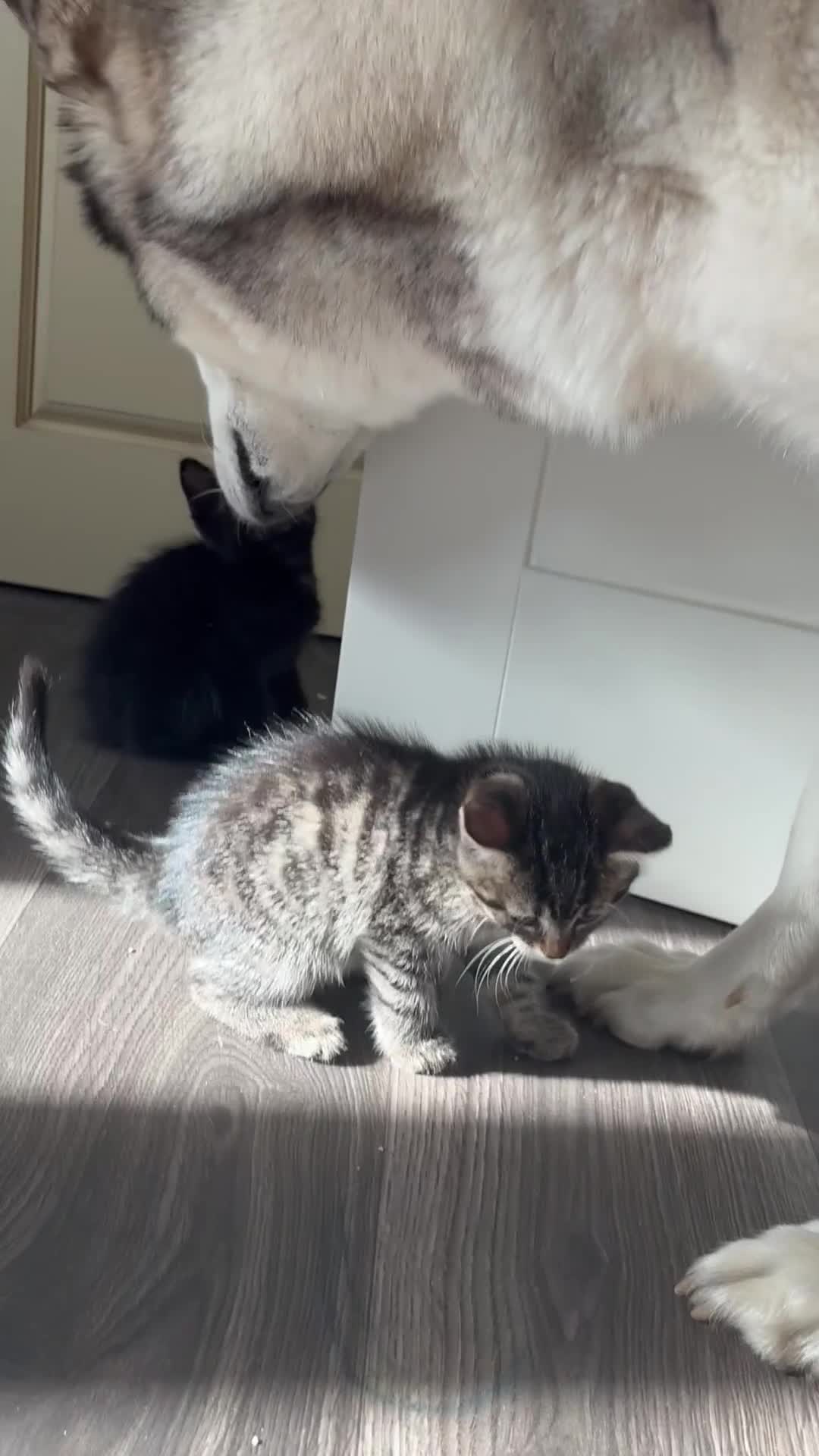 Mixed Breed cats for sale: Adorable kittens 🐈‍⬛ for sale. - Video 2
