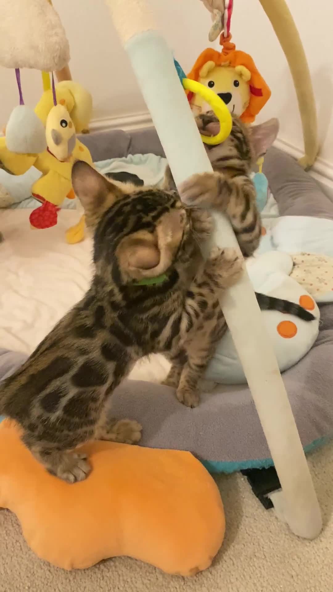Bengal cats for sale: ✨✨ TICA registered Bengal BOYS😻😻😻 - Video 3