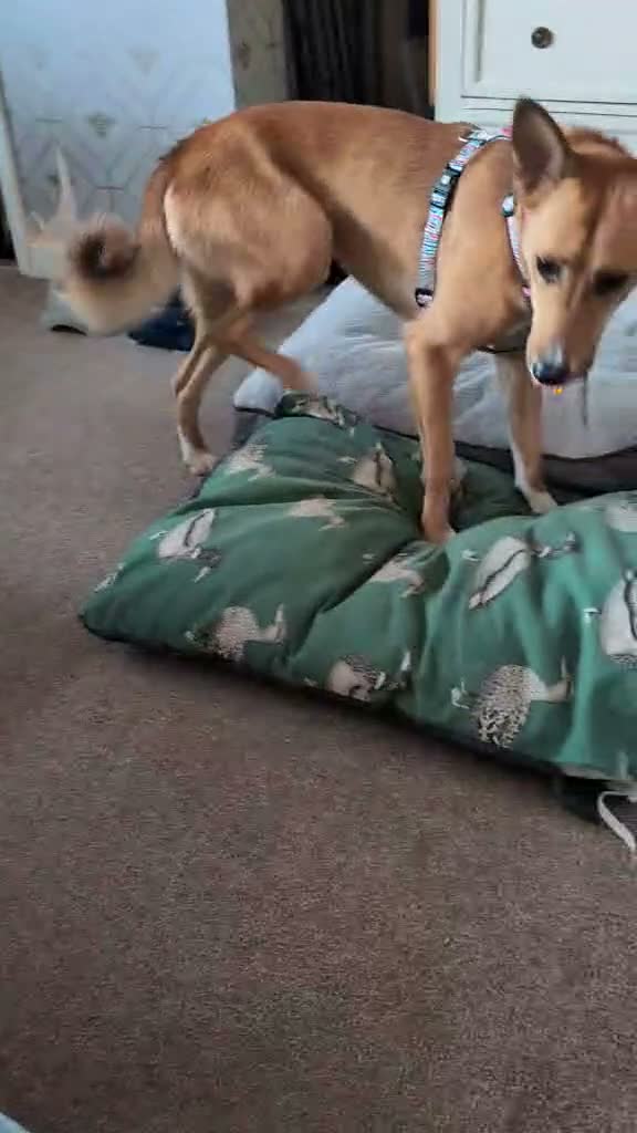 Mixed Breed dogs for adoption: Nona seeks forever home  - Video 1