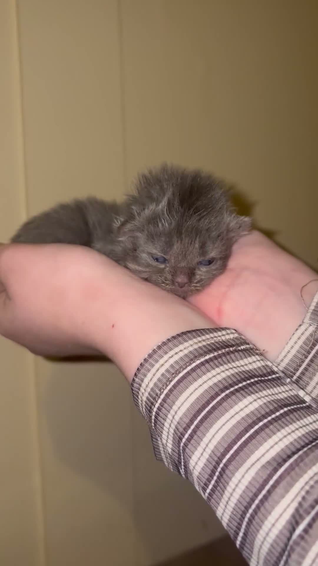 Persian cats for sale: Persian x british shorthaired kittens - Video 4