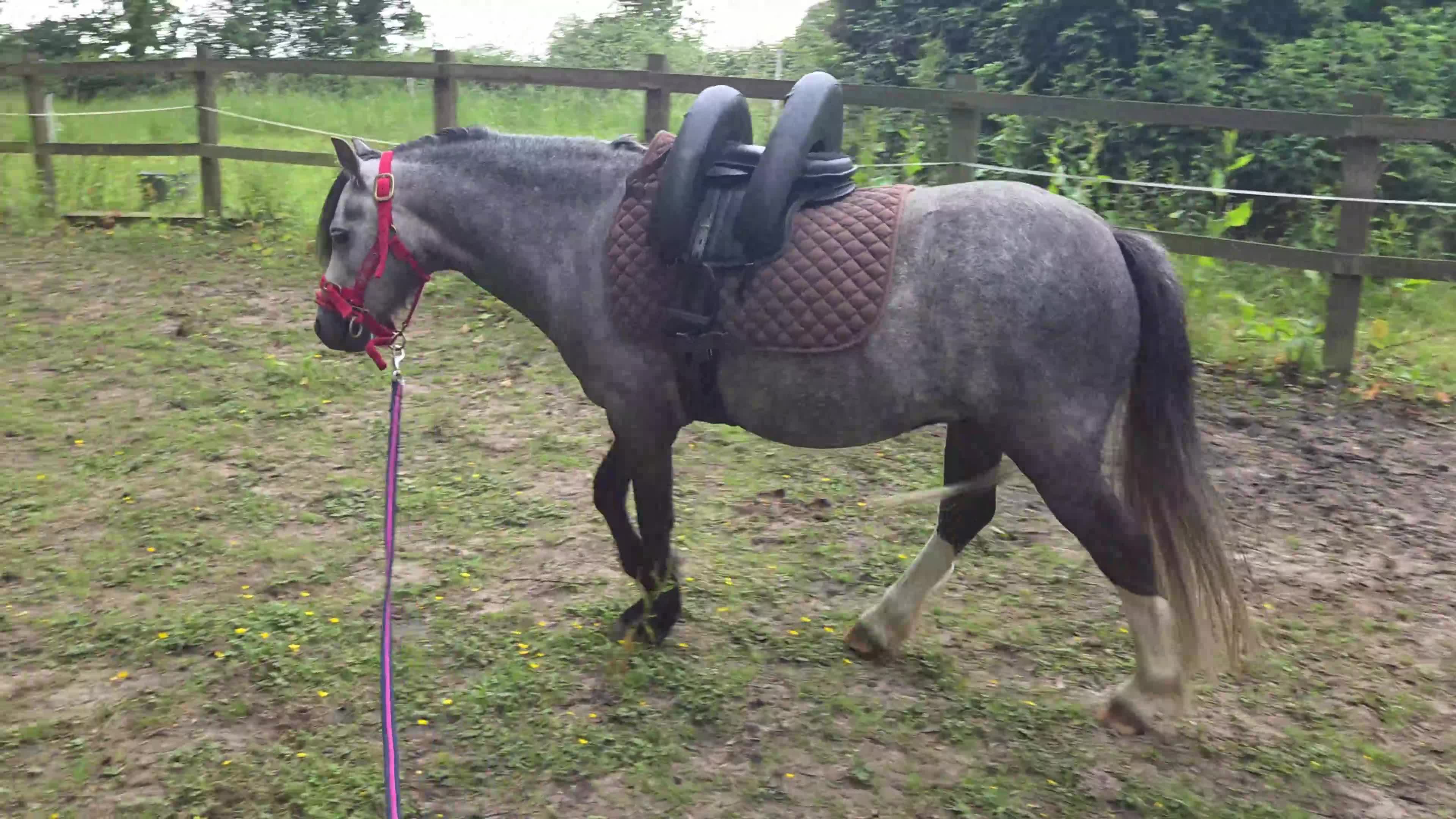 Welsh Section A horses for sale: Cosford Fandango  in Norwich - Video 1