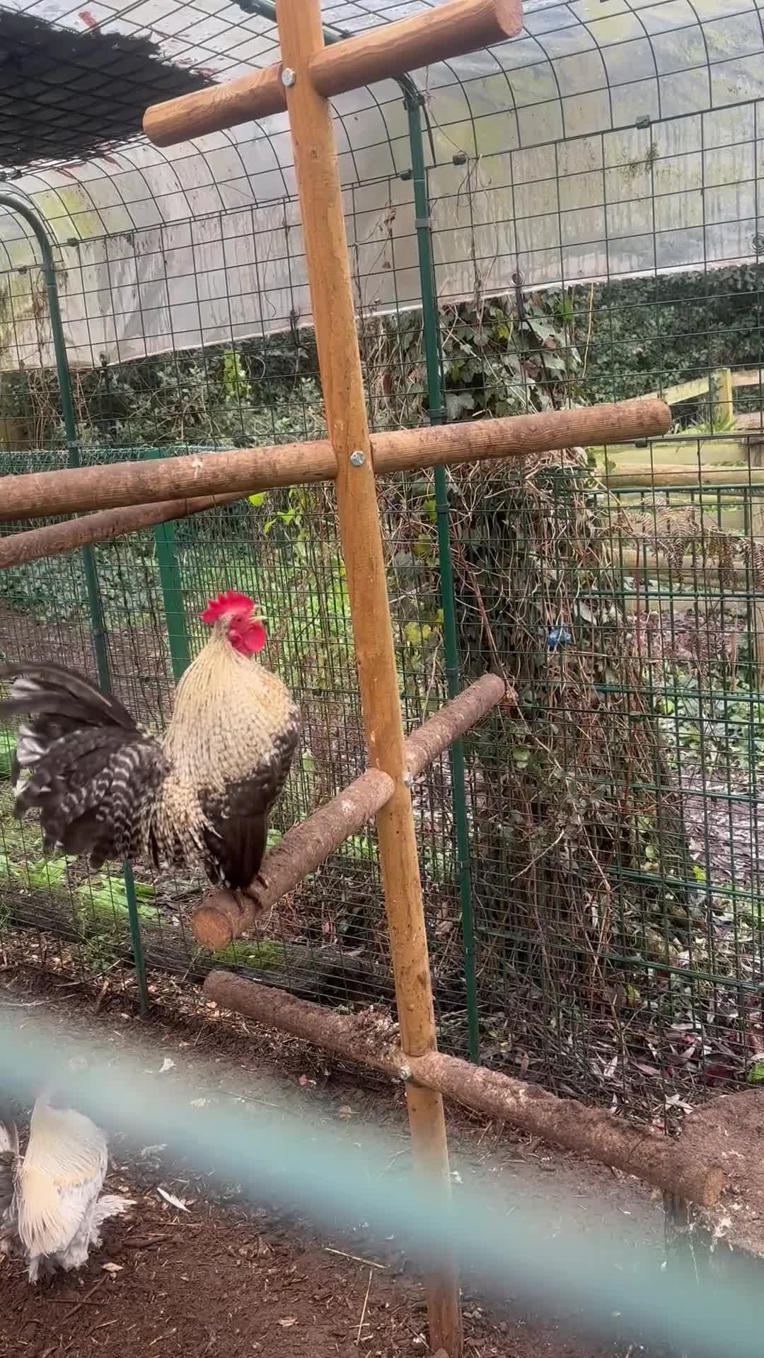 Chickens poultry for sale: Silkies - Video 2