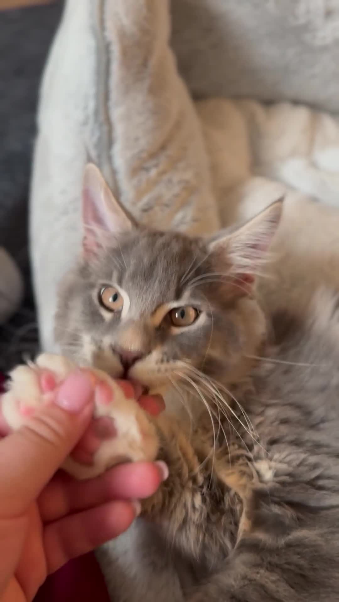 Maine Coon cats for sale: READY NOW~ 1 loving boy left  - Video 4