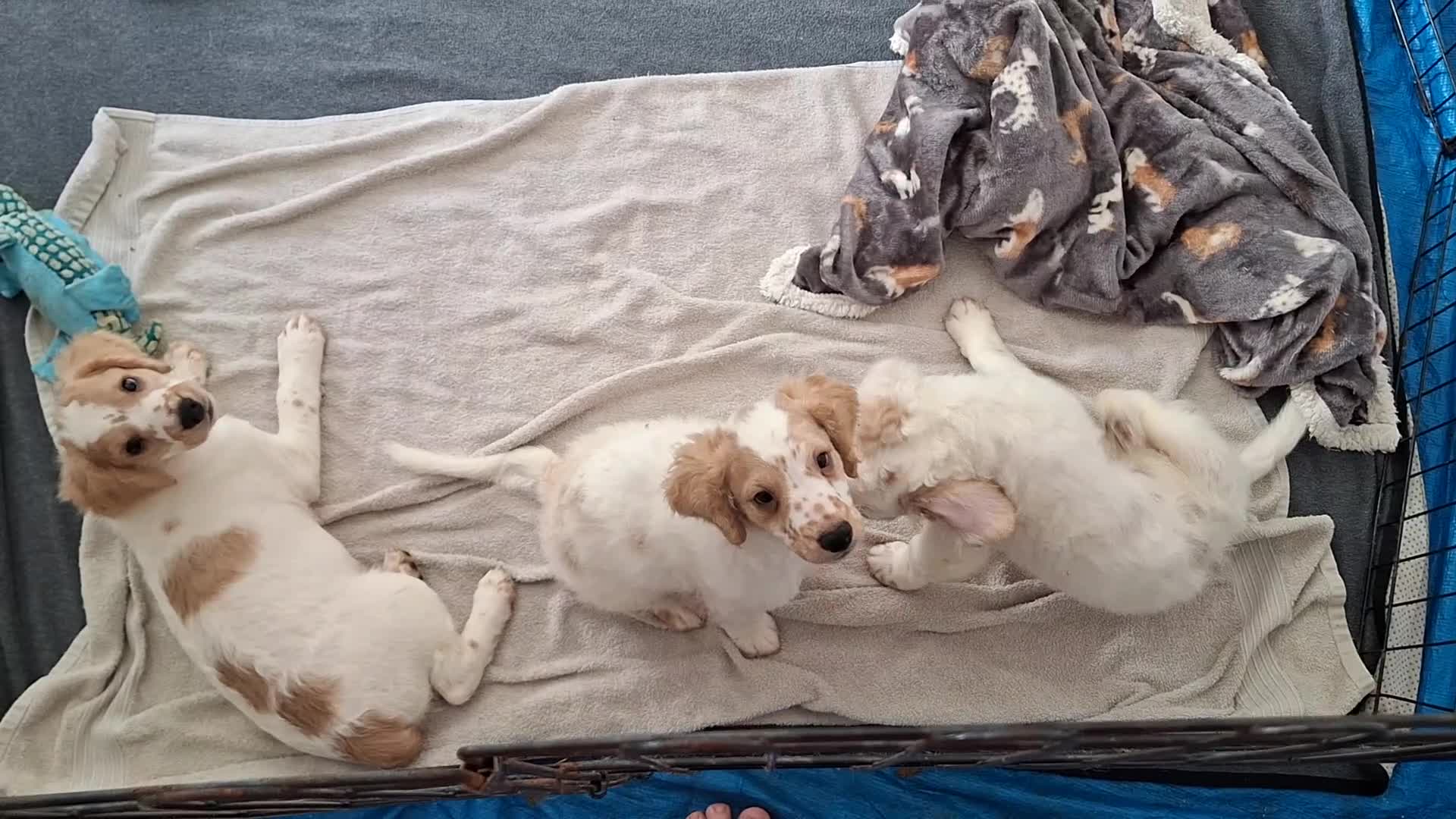 Cockapoo dogs for sale: Cockaspanial  - Video 1