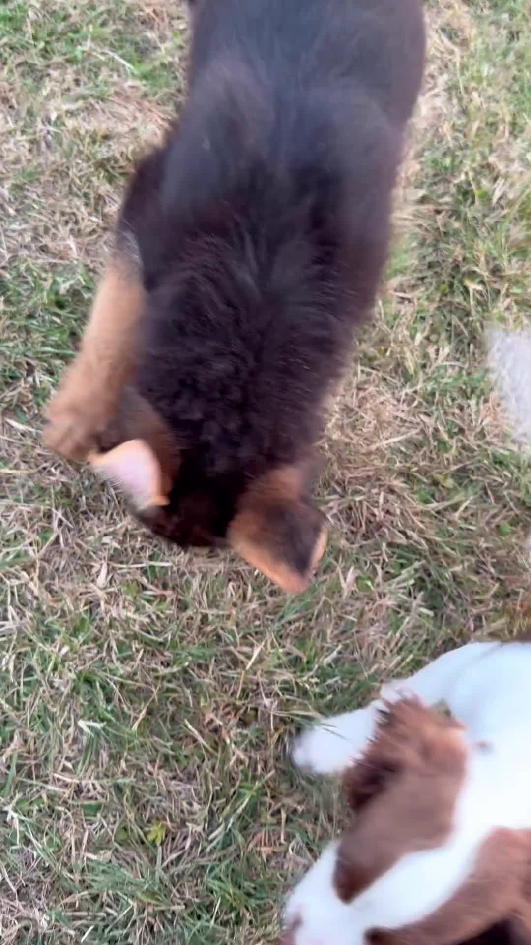 German Shepherd dogs for sale: German shepherd boy pup  in Horley - Video 1