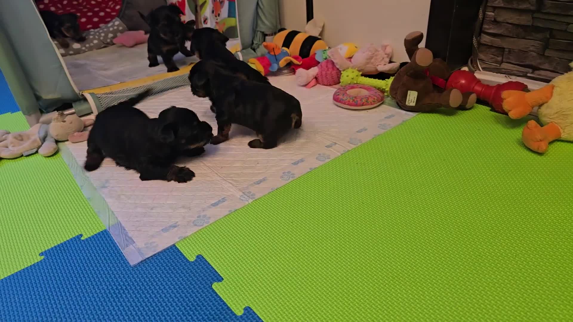 Yorkshire Terrier dogs for sale: Yorkshire terrier mini  - Video 1