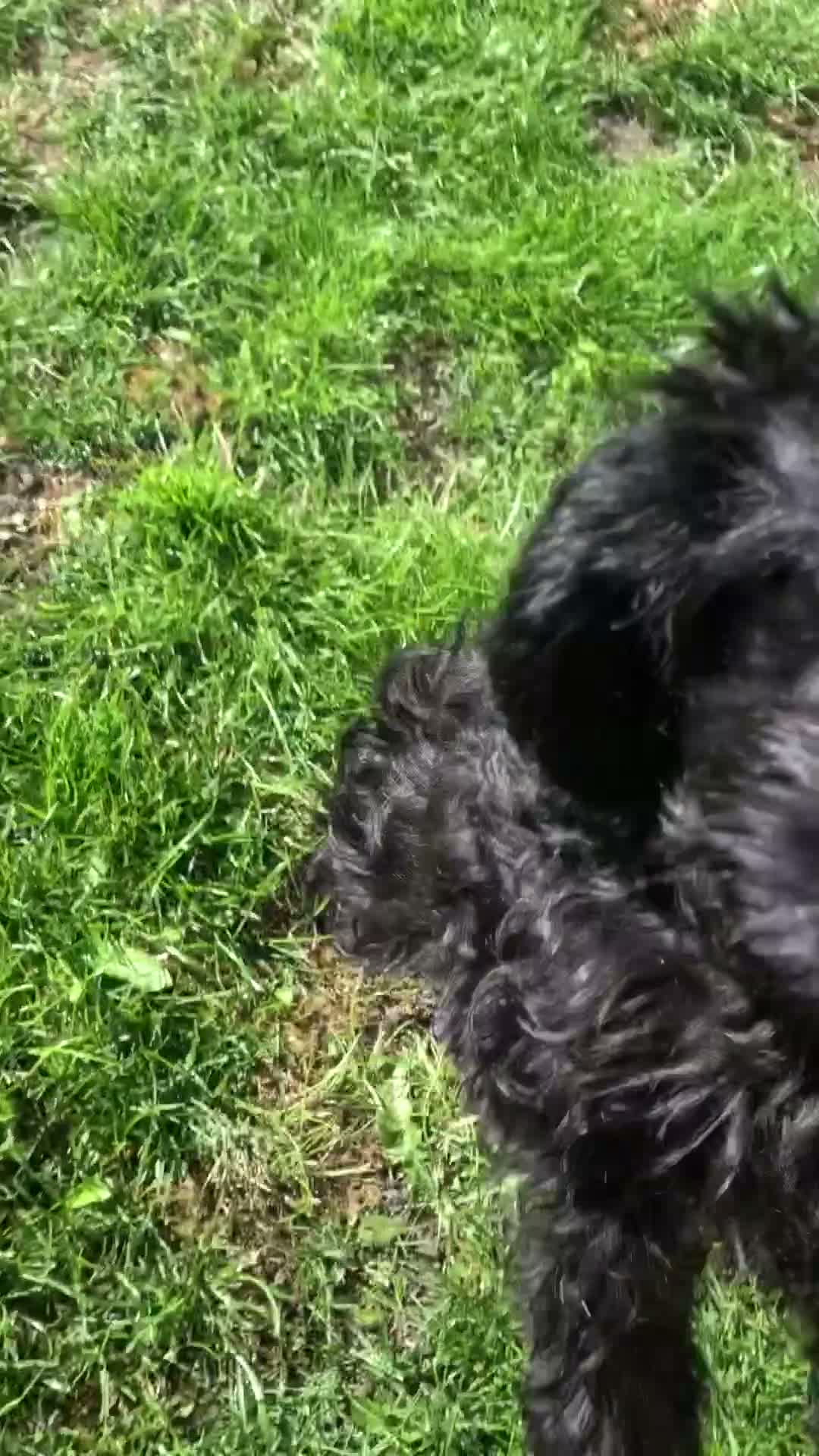 Cavapoo dogs for sale: ❗️REDUCED❗️ready to go 1 GIRL LEFT! black cavapoos - Video 1