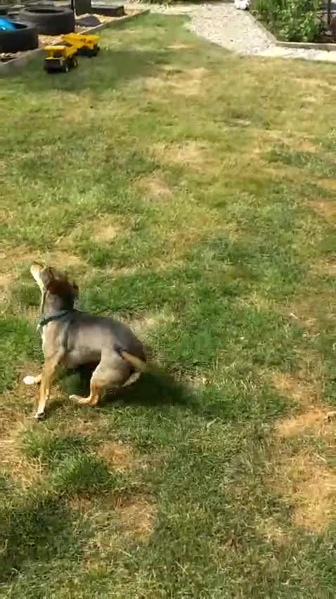 Mixed Breed dogs for adoption: Sweet Dali looking for LOVE  - Video 2