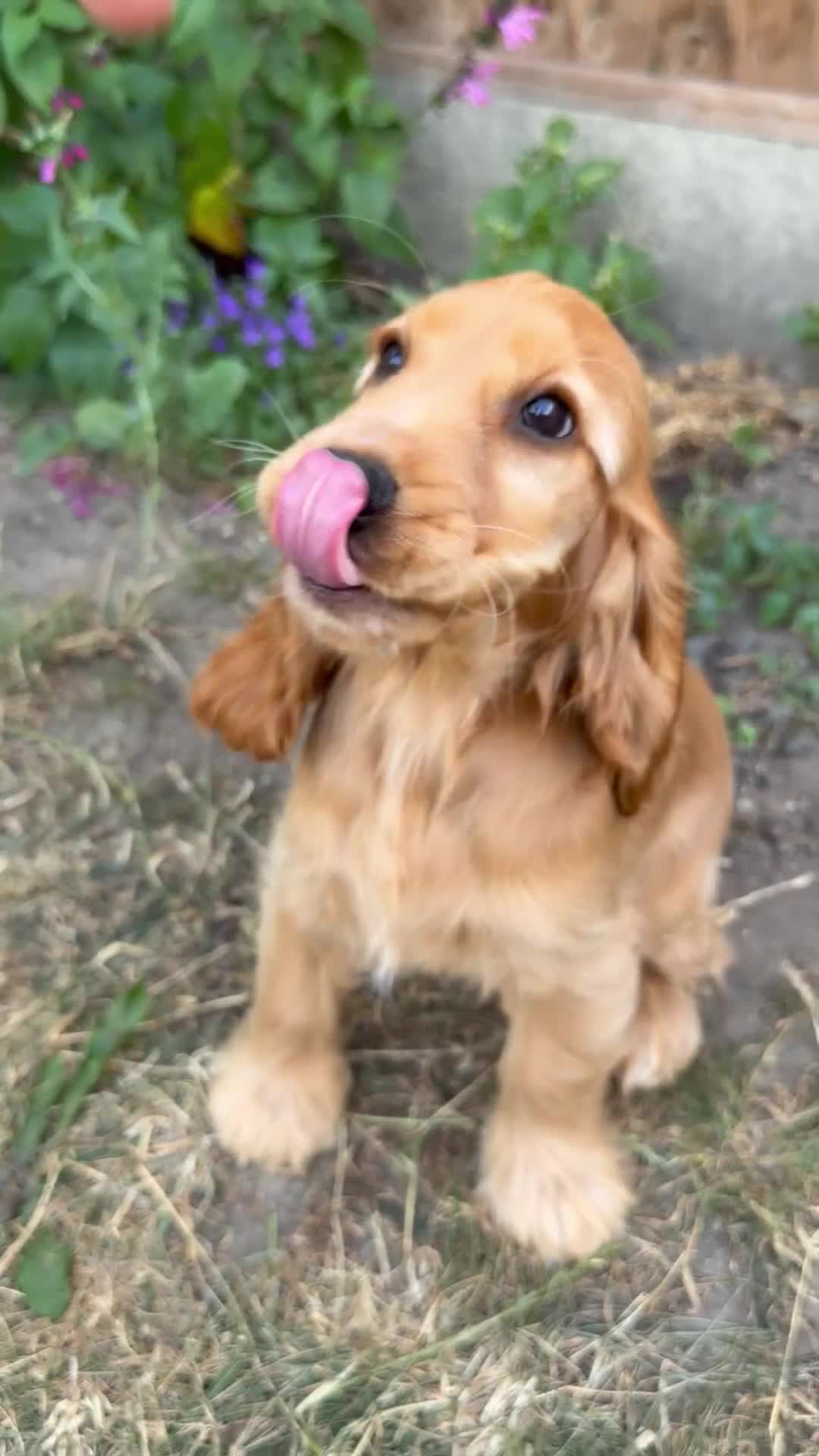 Cocker Spaniel dogs for sale: 🏆 Champion Bloodline KC Show Cocker Spaniel Girl - Video 1