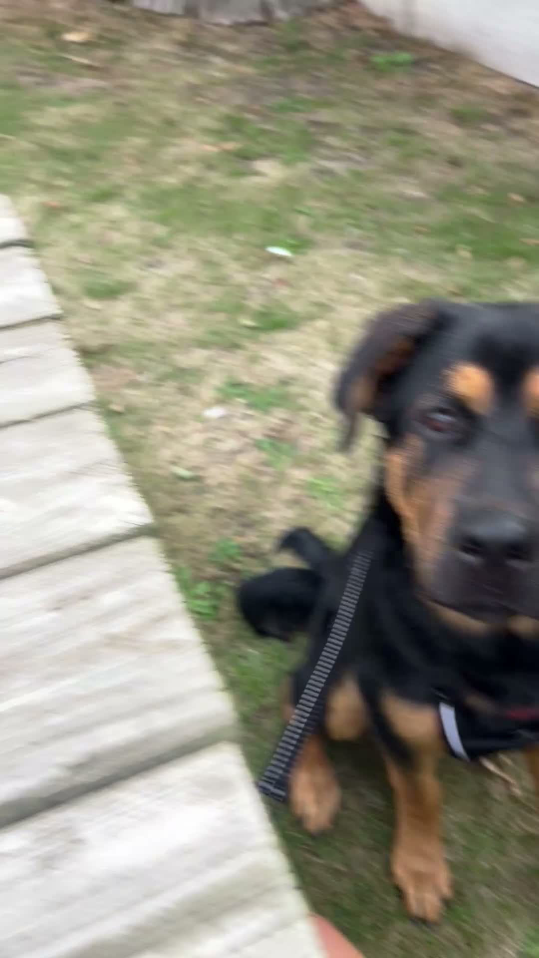 Mixed Breed dogs for sale: Lovely boy puppy. in Frinton-on-Sea - Video 1