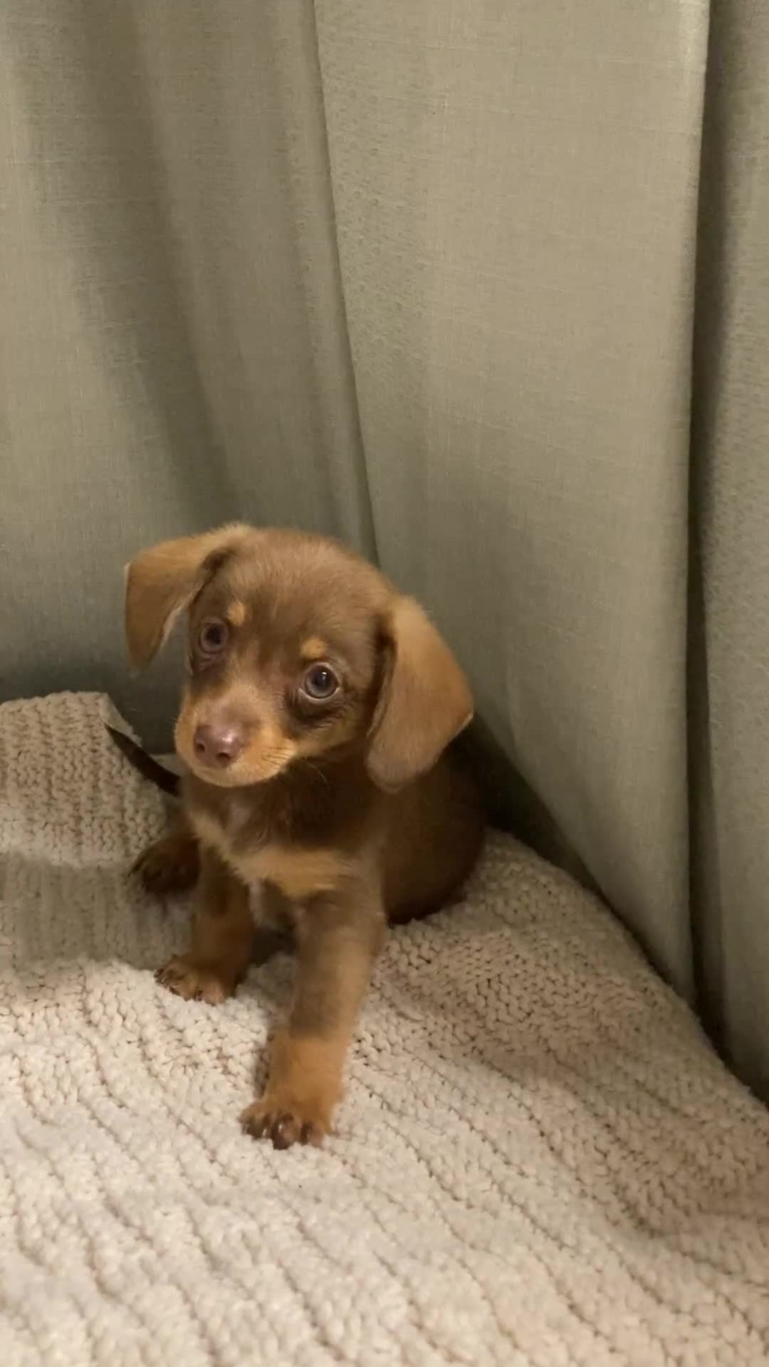Mixed Breed dogs for sale: Dachshund and Pomeranian - Video 1