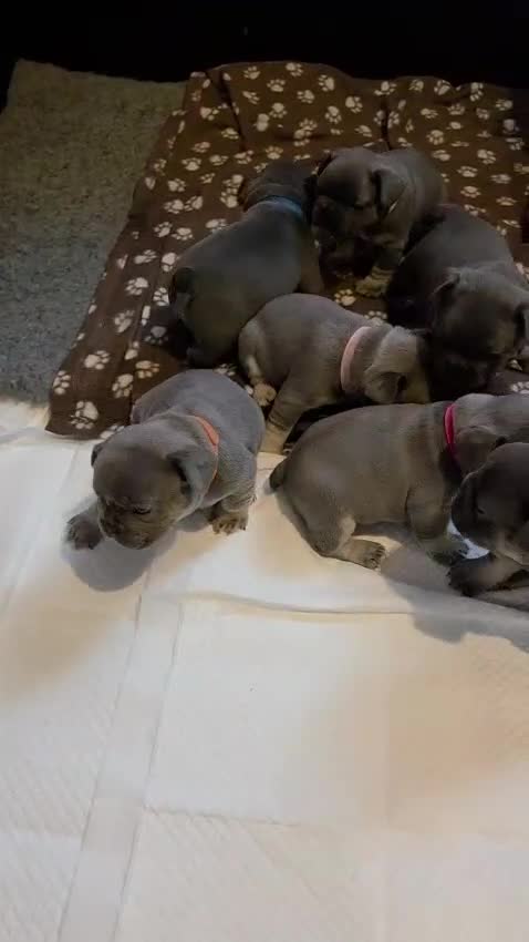 French Bulldog dogs for sale: French bulldog puppies - Video 1