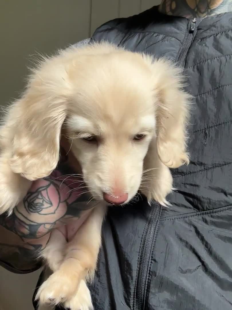 Miniature Dachshund dogs for stud: PALE CREAM long haired mini dachshund  in Saint Helens - Video 1