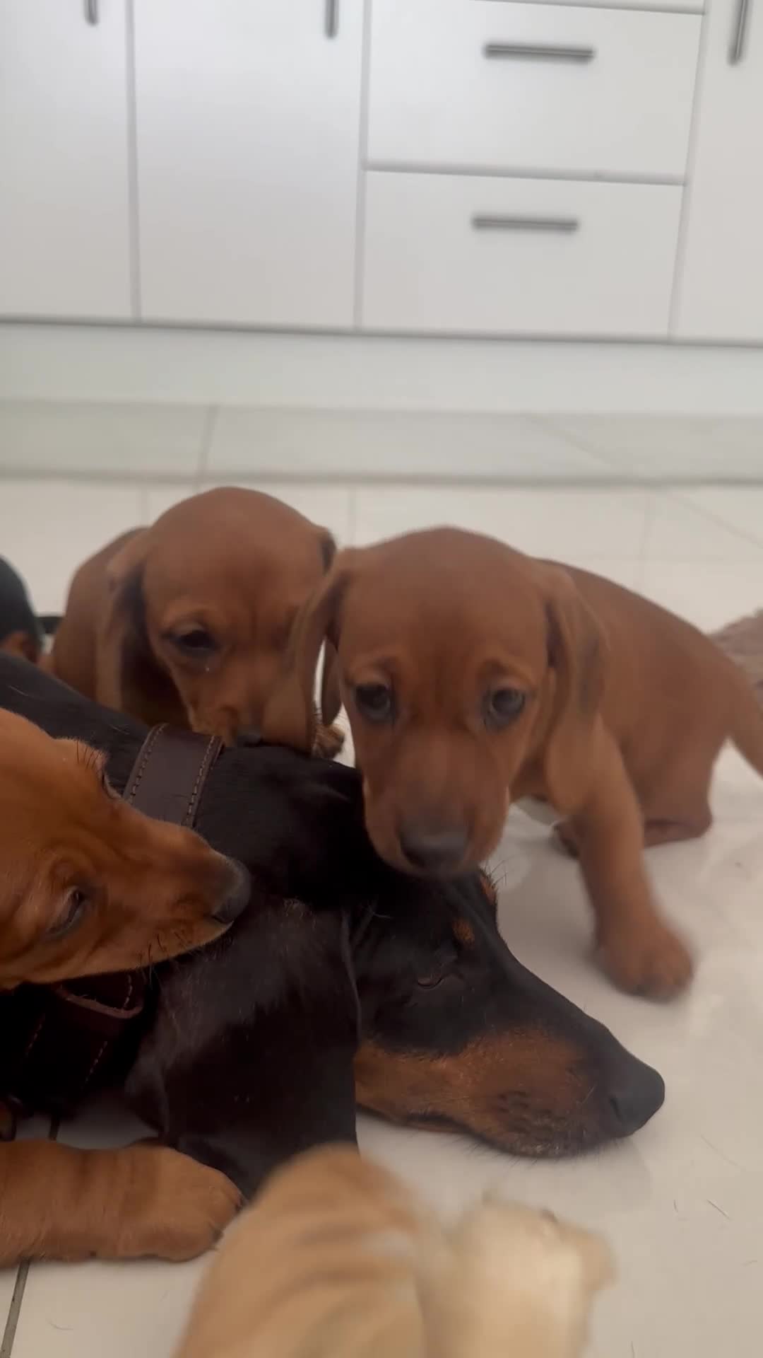 Miniature Dachshund dogs for sale: REDUCED! KC bloodline| 3 red girls now Ready   - Video 2