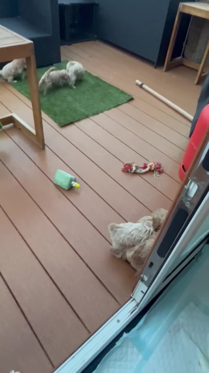 Cockapoo dogs for sale: F1 Cockapoo’s DNA Health Tested Parents - Video 3