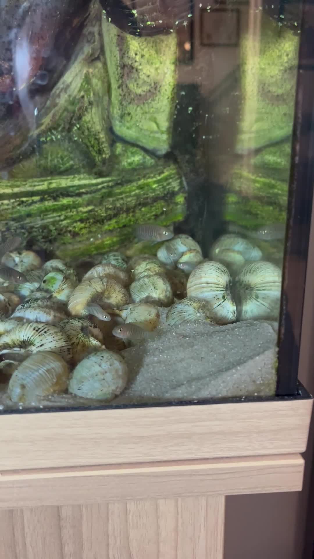 Cichlids fish for sale: Multis Multifasciatus Neolamprologus shell dweller - Video 1
