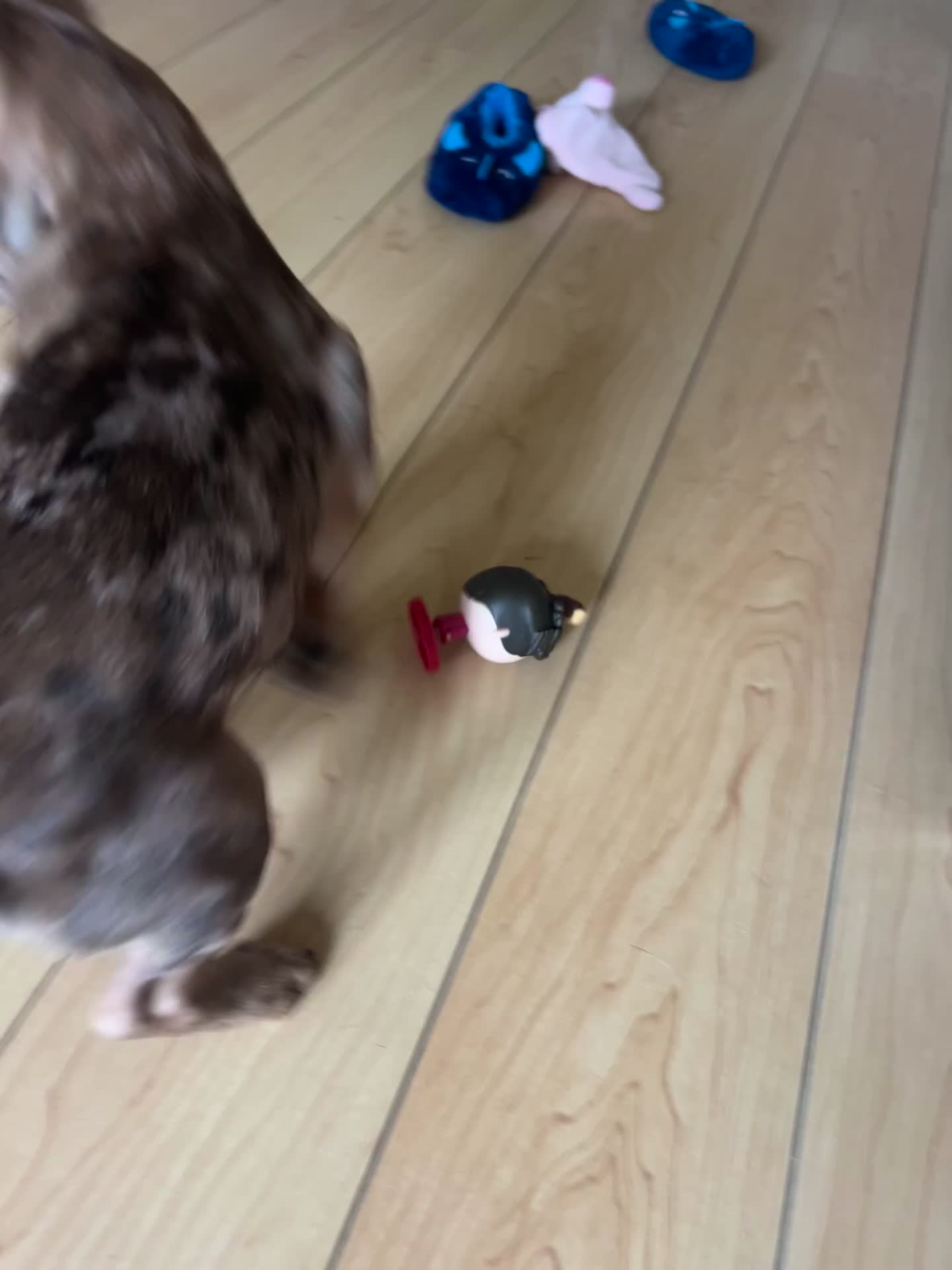 French Bulldog dogs for sale: 3 month old French bull dog  in Liverpool - Video 2