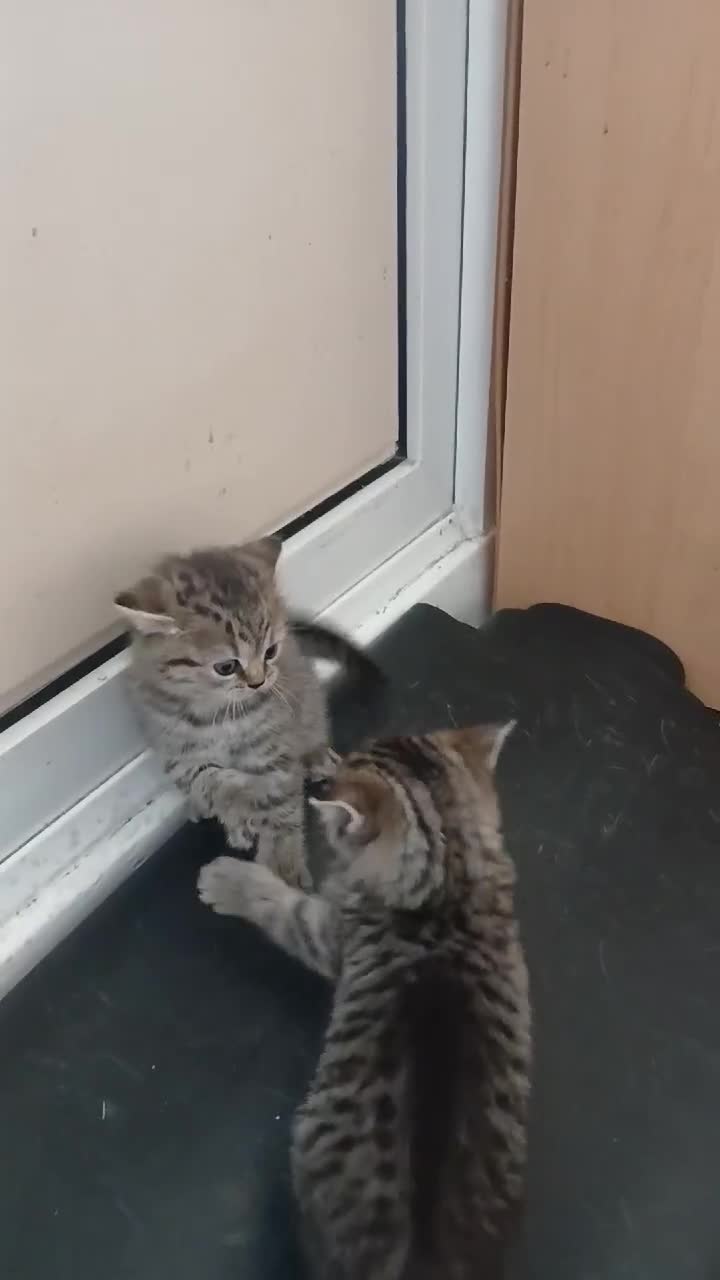 British Shorthair cats for sale: Bsh and Scottish straight mix - Video 1