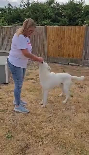 Mixed Breed dogs for adoption: 🐾 Meet Dougie – Active, Loyal & Ready for Home 🐾 - Video 1