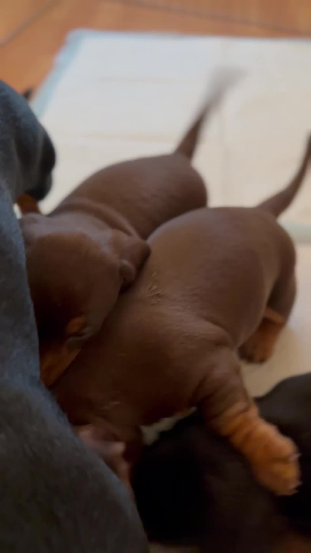 Miniature Dachshund dogs for sale: Two beautiful, sweet natured little boy puppies  - Video 2