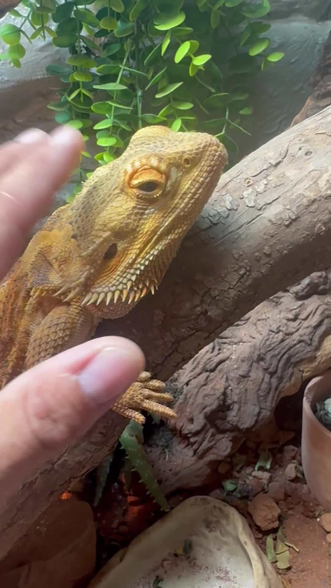 Dragon reptiles for sale: 4 year old male Beardie - Video 1