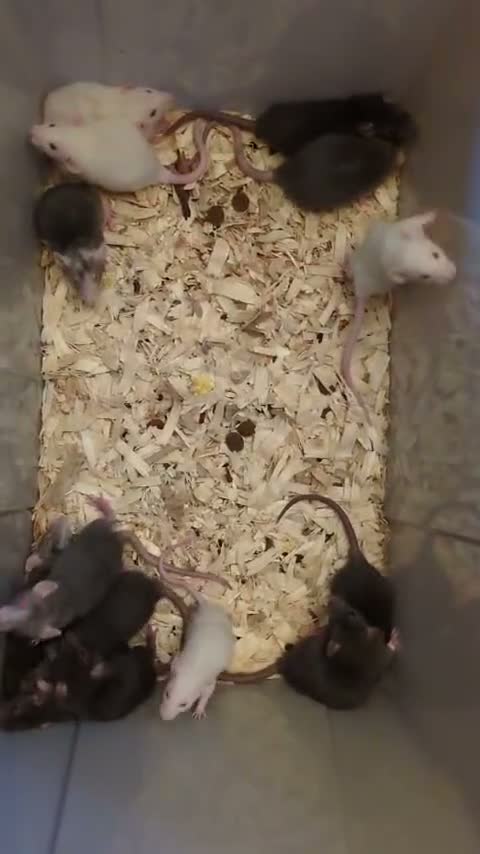 Rat rodents for sale: 4 female baby dumbo rats available  - Video 1