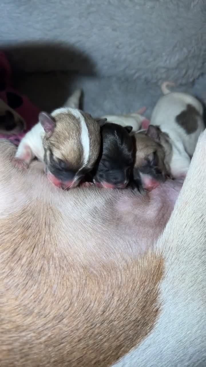 Jack Russell dogs for sale: 3 x Jack Russel puppies  in Rochester - Video 1