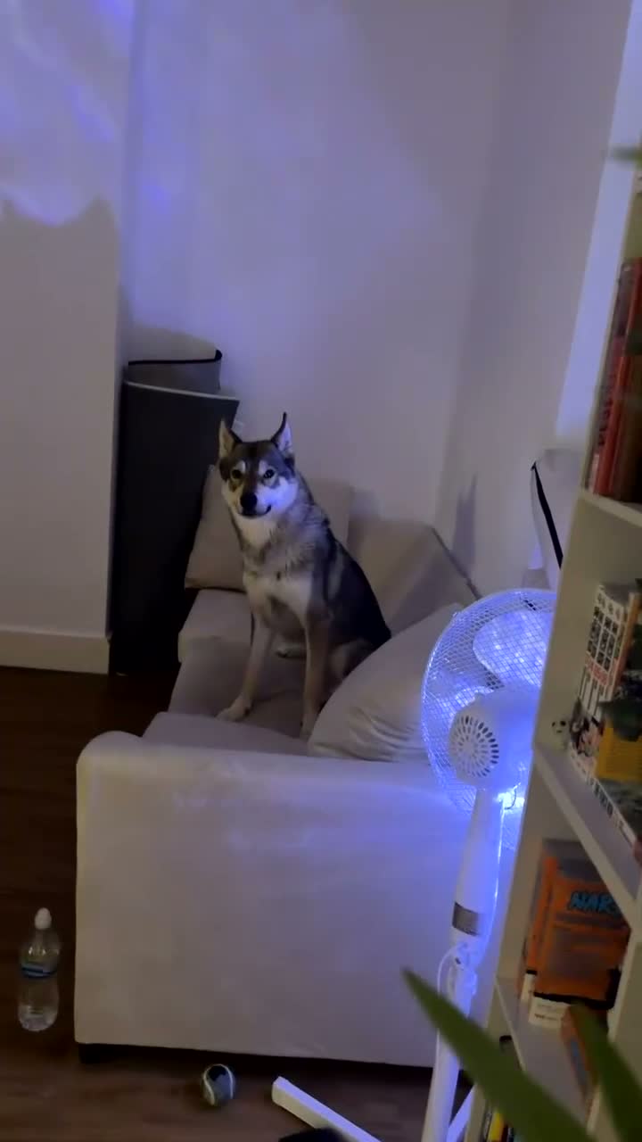 Mixed Breed dogs for sale: Husky mix - Video 1