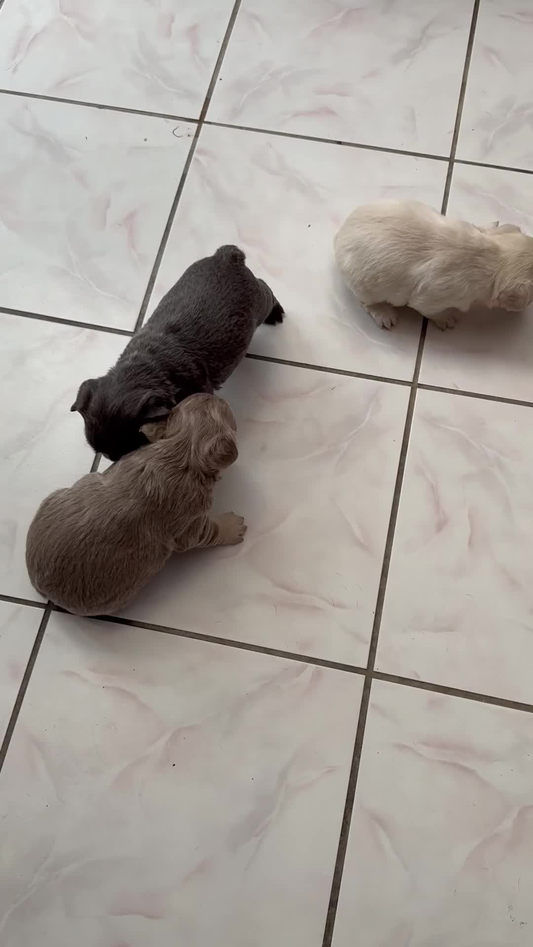 French Bulldog dogs for sale: Fluffy French bulldogs - Video 1