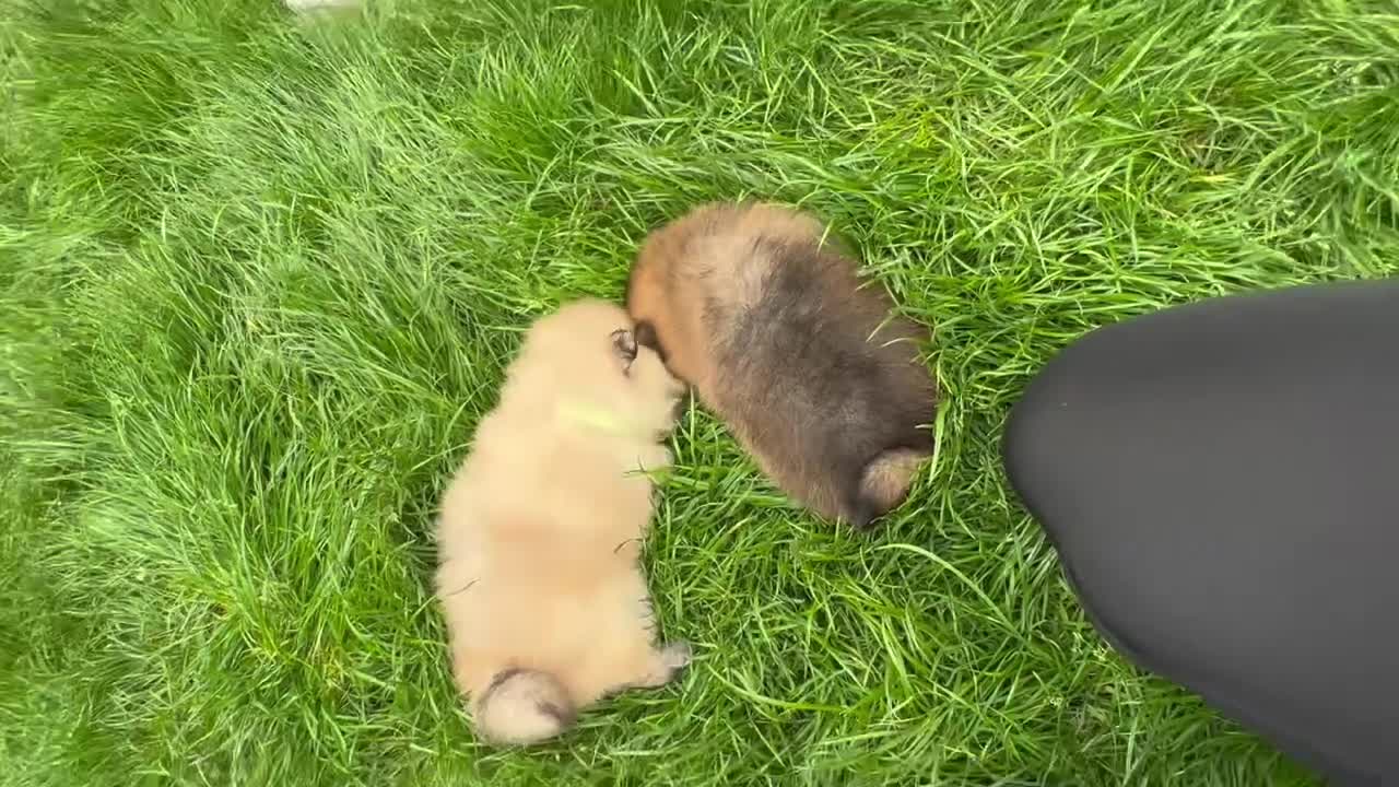 Pomeranian dogs for sale: Beautiful & Chunky Pomeranian puppy's for sale - Video 3