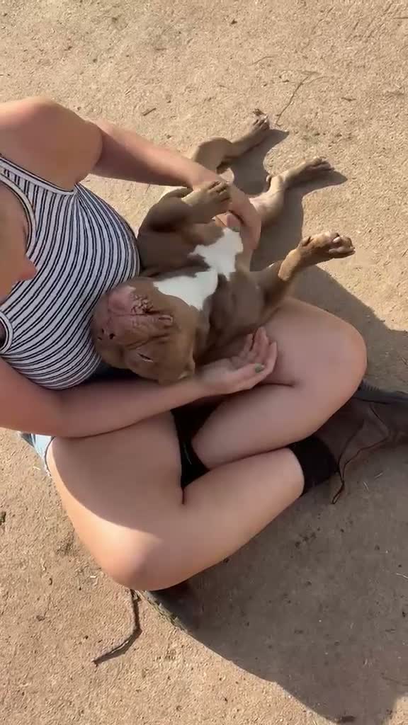 Mixed Breed dogs for adoption: Libby - American Pocket Bully for Adoption in Bristol - Video 1