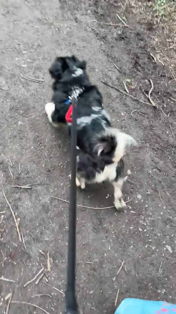 Pug dogs for sale: Bobby - Video 1