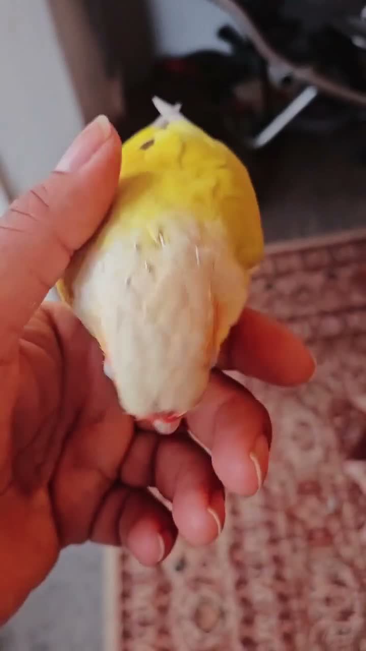 Conures birds for sale: Gorgeous Sun cheek conure with cage, Hand Tammed - Video 2