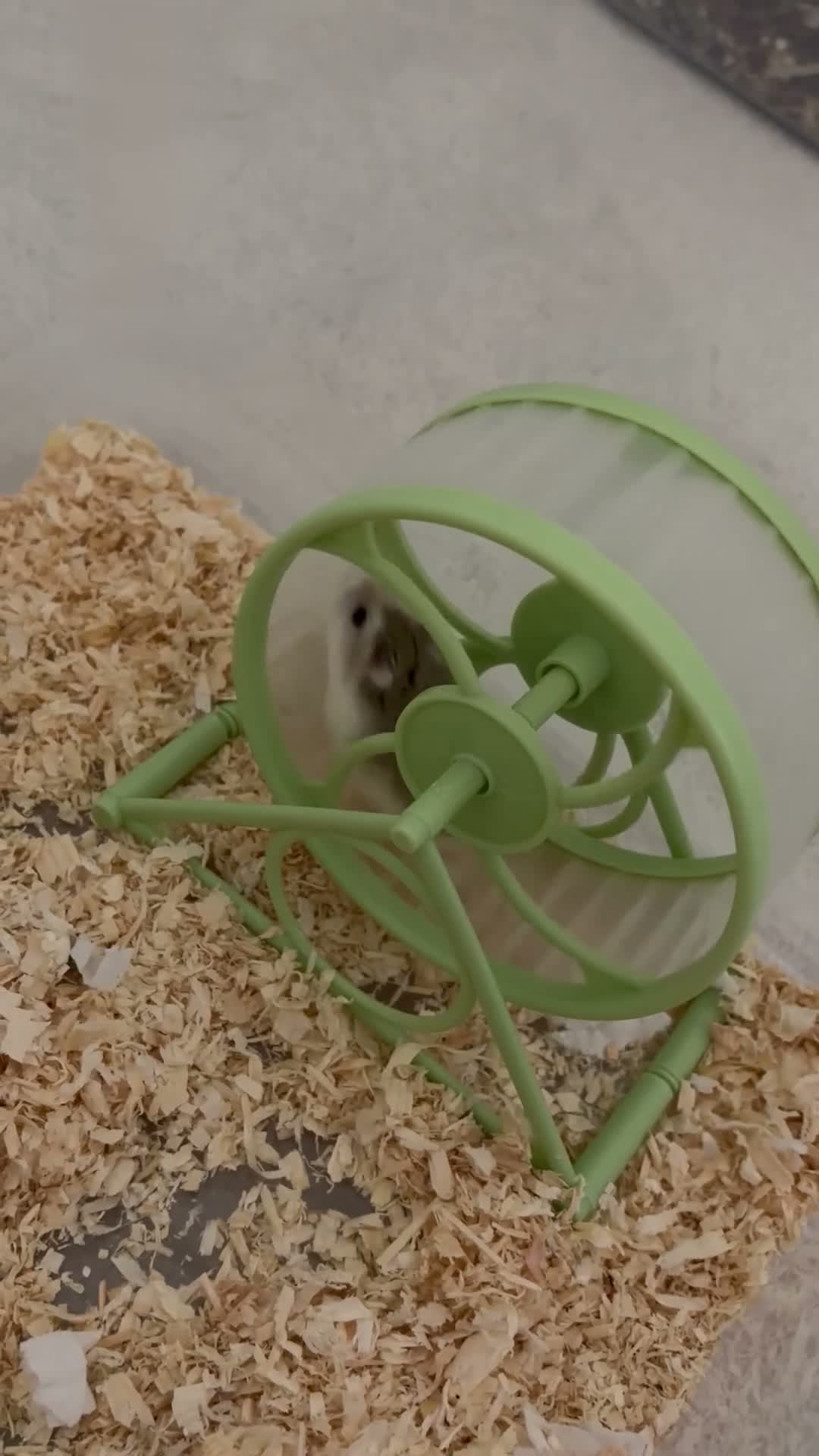 Hamster rodents for sale: 🐹 25-Day-Old Roborovski Dwarf Hamster 🐹 - Video 1