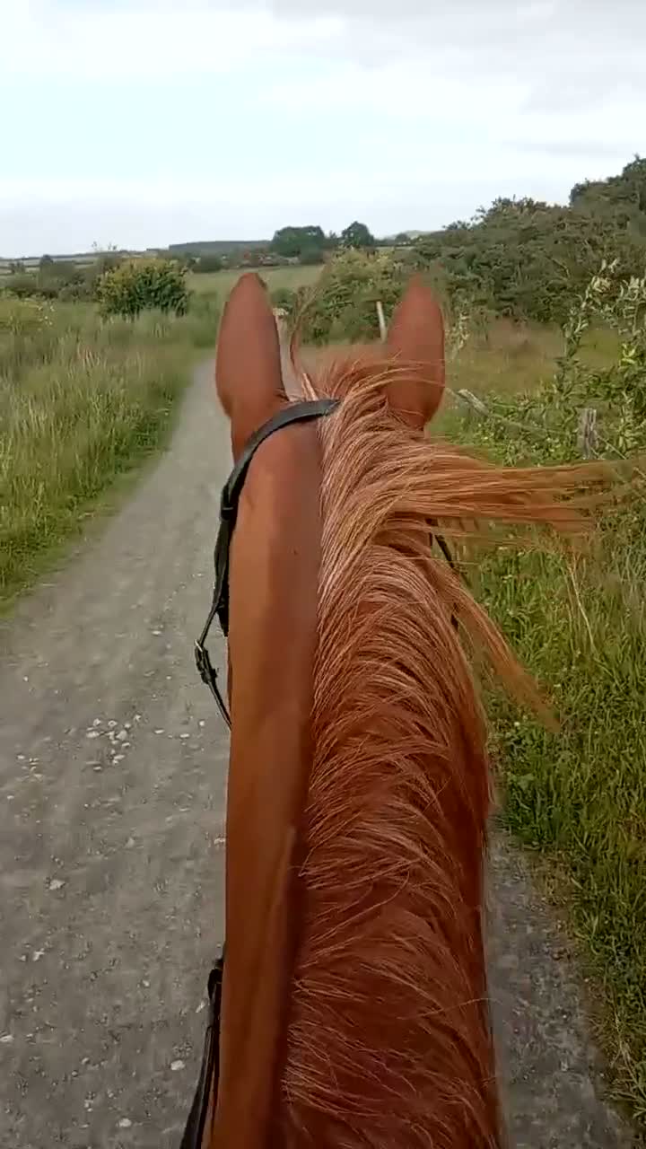 Irish Sports horses for sale: Khal  9 year old 17.2/3hh Irish sport horse  - Video 2