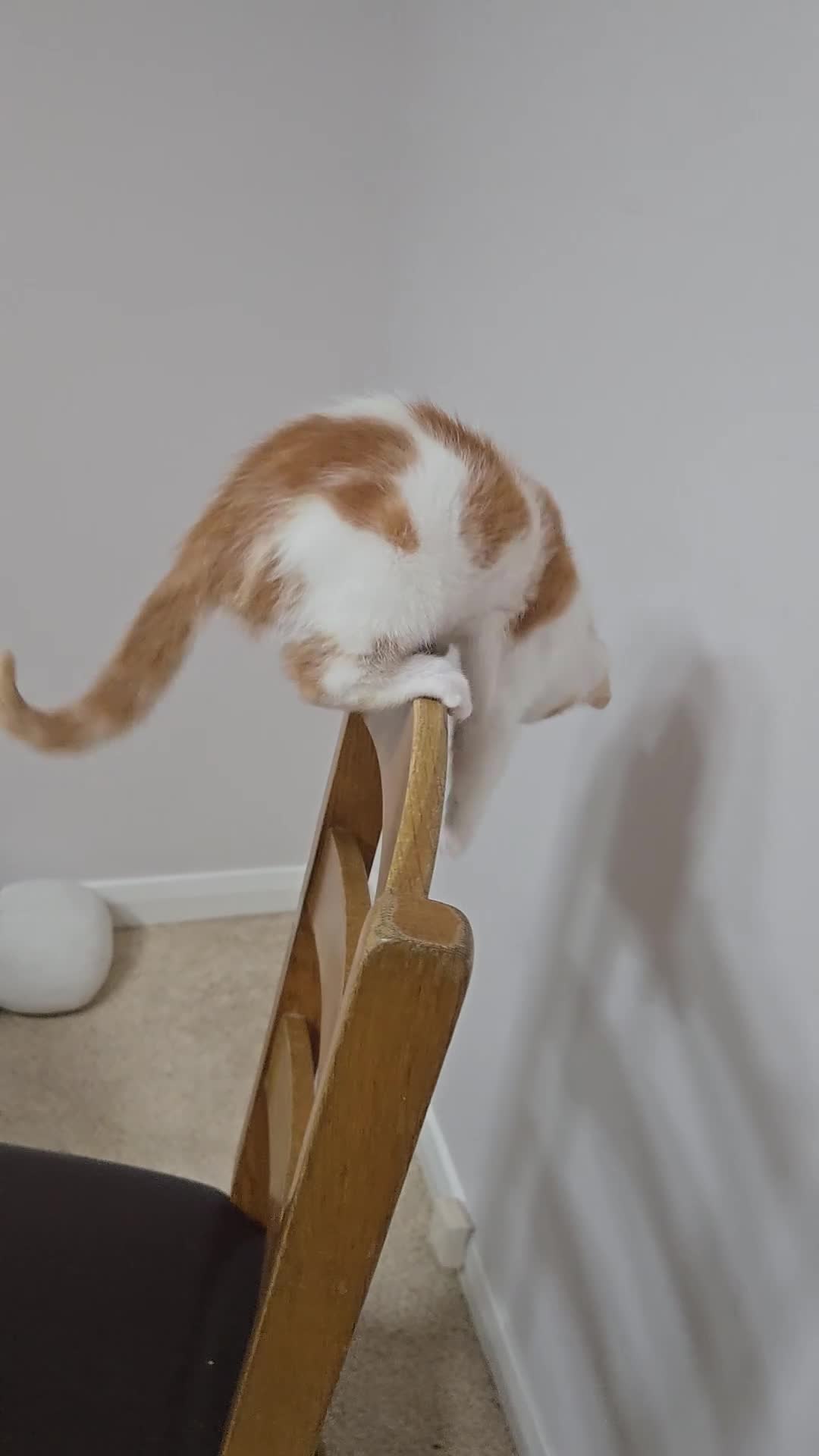 Mixed Breed cats for sale:  Blue eyes Flower pattern mark unique kitten  - Video 1