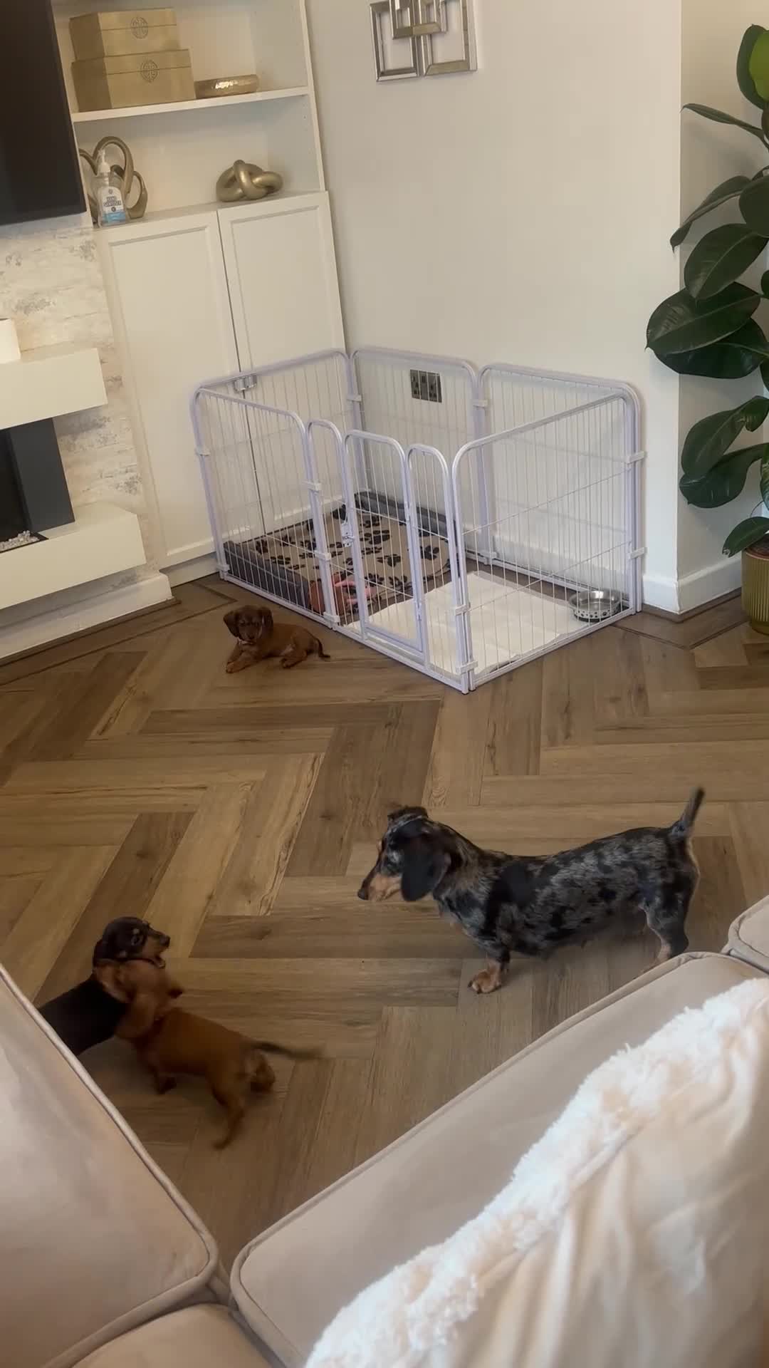 Miniature Dachshund dogs for sale: 3 gorgeous miniature Dachshunds. 🐶 READY TO GO!  - Video 3